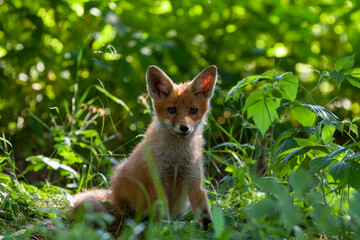 Naklejka na ściany i meble Fox cub (vulpes vulpes) in its natural habitat..The fox has a curious look