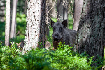 wild boar (sus scrofa) with cubs in pine forest covered blueberry