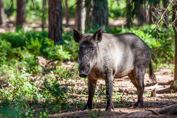 wild boar (sus scrofa) with cubs in pine forest covered blueberry