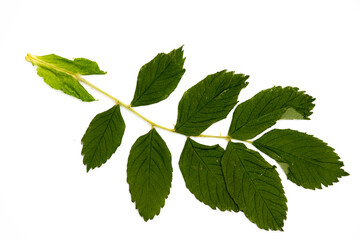 Herbarium. Textured green stem with rosehip leaves. Macro.