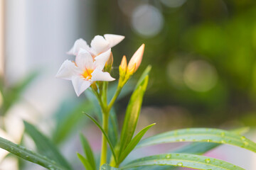 Beautiful Nerium Oleander flower plant blossom in tropical garden.