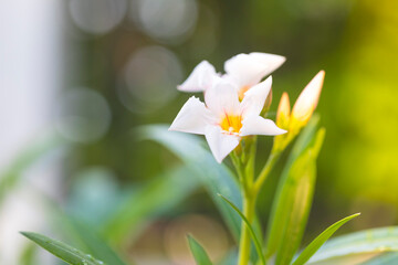 Beautiful Nerium Oleander flower plant blossom in tropical garden.