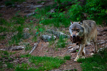Fütterung der Wölfe im Tierfreigelände Neuschönau (Bayerischer Wald)