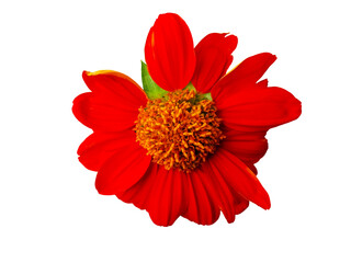 Red flowers isolated from white background with clipping path