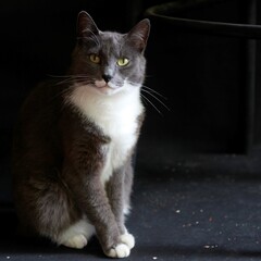 black cat on a black background