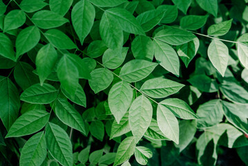 Fresh green leaves texture for background, close-up.