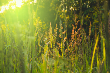 grass in the morning sun