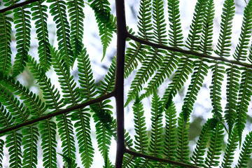Dark green fern in thailand national park