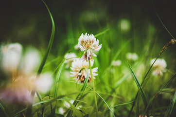 white clover flowers