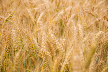 Fototapeta premium Ears of wheat close-up with depth of field