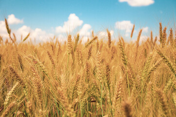 Wheat sky on a background of blue sky
