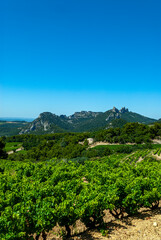 Fototapeta na wymiar Paysages du Vaucluse dans les vignes autour des Dentelles de Montmirail en Provence en France