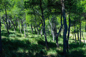 Obraz premium foret de pins dans le Vaucluse en Provence en France