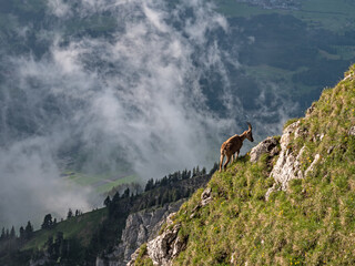 Shots of a wild ibex mountain goat gazing on grass on a cliff side in the high alps in the pilatus...