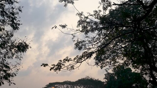 Bird Flying On The Sunset Sky Over The Dense Trees In Bodimettu, Tamil Nadu Near Kerala, India - low angle shot