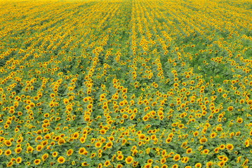A large field of beautiful yellow sunflowers bloom in a summer day. Sunflower background,...