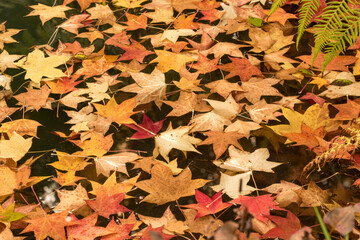水に浮かんでいた秋の風情