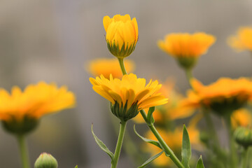 Ringelblume mit gelber Blüte  - Calendula
