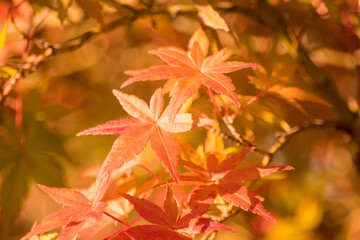 もみじの紅葉をイメージしたグラフィック素材