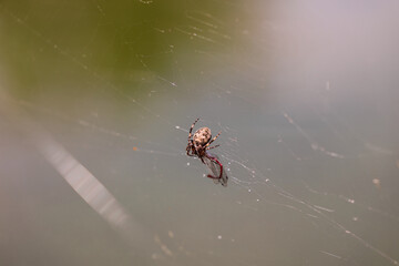 Spinne im Netz von der Sonne bestrahlt mit Beust