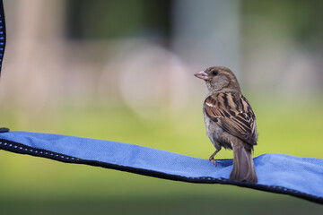 Spatz auf blauem Stoffband in der Sonne
