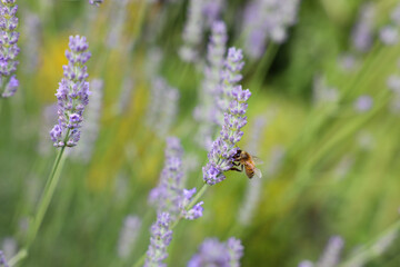 Lavendelblüte mit Honigbiene in der Sonne