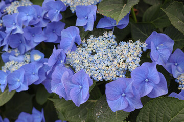 Große blaue Hortensienblüte in der Sonne