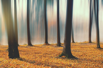 autumn in the forest