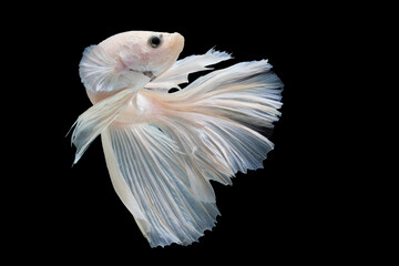 White betta fish moving moment beautiful fancy halfmoon betta, fighting fish, siam betta fish on black background.