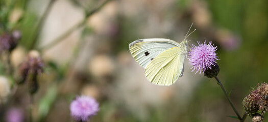 Kleiner Kohlweißling (pieris rapae)