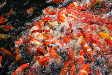 Obraz na płótnie Canvas close up photo, golden carps in the lake, a huge number of fish in the pond, sacred fish in Buddhism, yin yang symbol, background for postcards