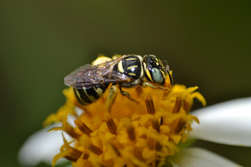 Honey bee sucking syrup on yellow flower 