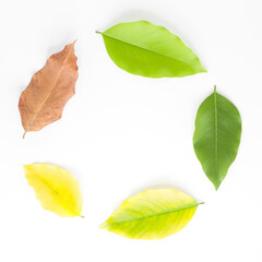 Fototapeta premium Tree leaves of different age isolated on white background, Season change of leaves.