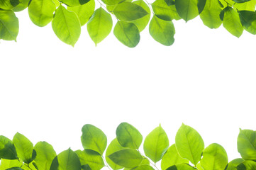Green leaves frame isolated on white background.