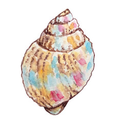 watercolor sea underwater shell hand drawn pink yellow