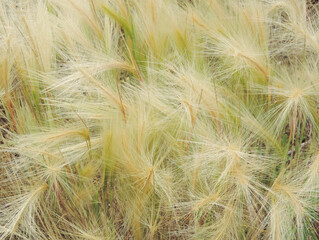  herbaceous plant with fluffy spikelets         