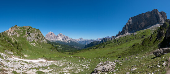 Small alpine flowers bloom in the valley of Passo Giau, Dolomites, South Tyrol, Italy, Europe