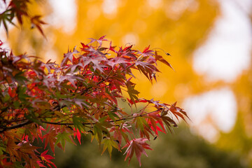秋の戸定邸、徳川慶喜も眼を細めてみていたのかな。
