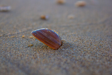 shell on sand