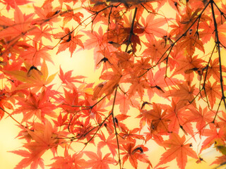 もみじの紅葉をイメージしたグラフィック素材