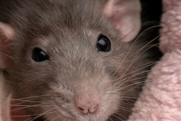 Adorable friendly brown pet rat