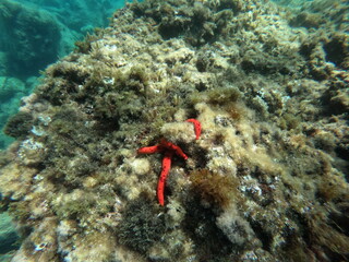 Stella Marina