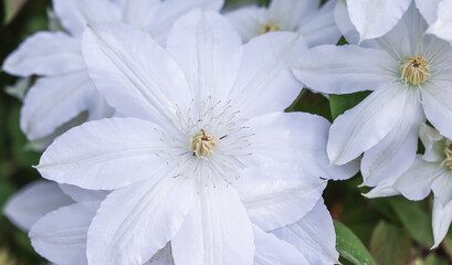 Soft focus, abstract floral background, white Clematis flower. Macro flowers backdrop for holiday brand design