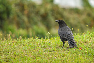 A common raven poses on a lawn in Hoofddorp, Netherlands showing the details of its plumage as seen from the back side.