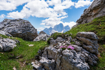 Mountain flowers in spring, dolomite italy