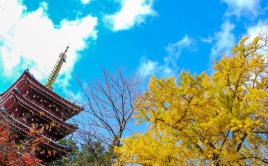 Obraz premium 松戸の本土寺に訪れた秋、青空と五重塔とイチョウの木と