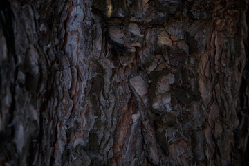 Tree bark close up shot in forest