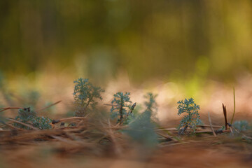 Close up soft focused shot of sagebush, wormwood or mugwort sprouts on blurry autumn forest background.