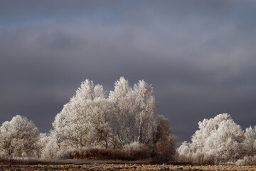 Snow covered trees. Trees in winter. Winter landscape. Trees and bushes covered with fluffy frost.