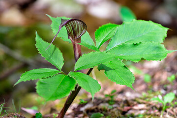 マムシグサの花